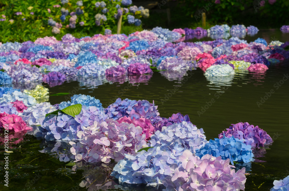 大阪池田久安寺 水に浮かべられた紫陽花 Stock Photo Adobe Stock