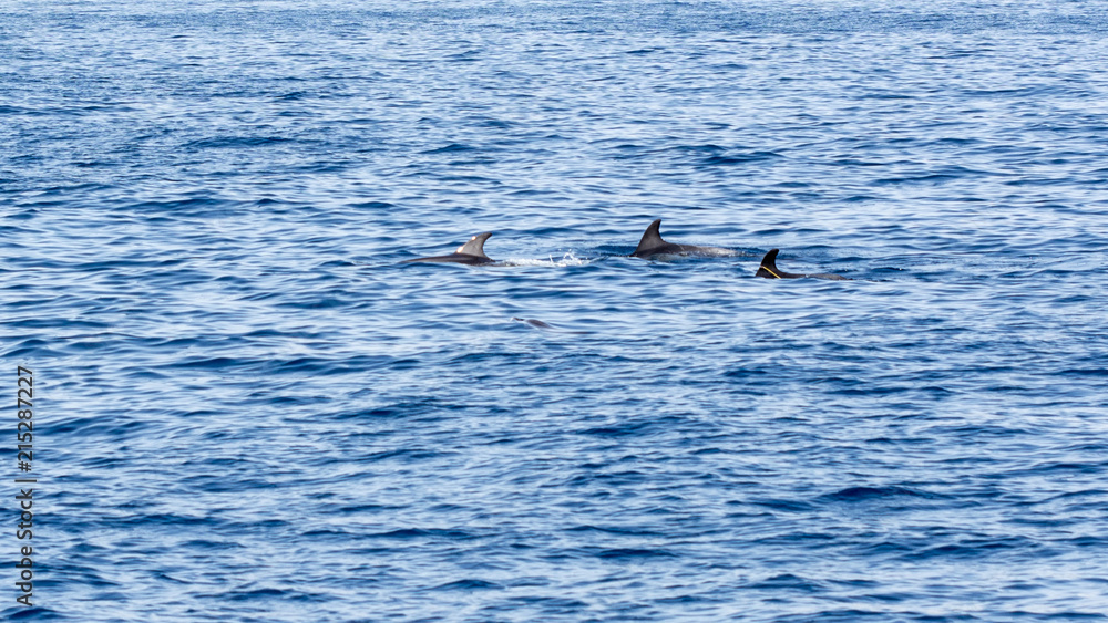 Fototapeta premium Bottlenose dolphins 