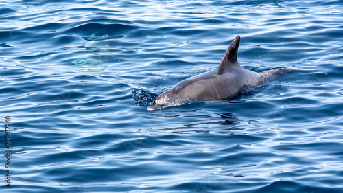 Bottlenose dolphins 