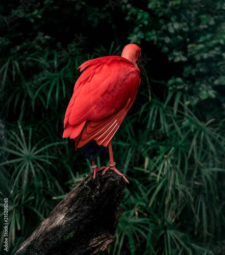 shy bird