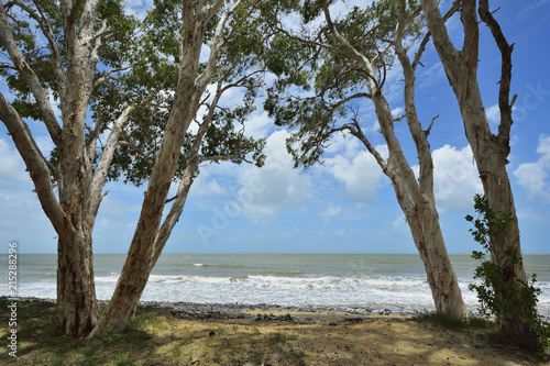 Wallpaper Mural Eucalyptus Trees on Beach, Captain Cook Highway, Queensland, Australia Torontodigital.ca