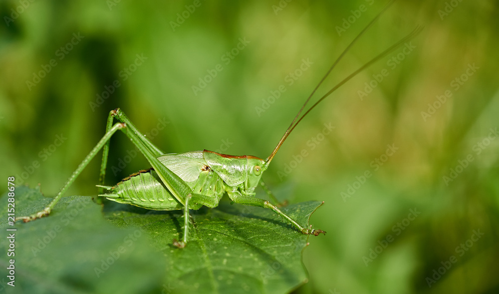 Heuschrecke, Grünes Heupferd auf Blatt Heuschrecke, Grünes Heupferd auf Blatt
