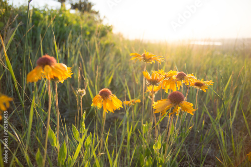 Fototapeta Naklejka Na Ścianę i Meble -  Wildflowers against a background of sunlight and orange sky 