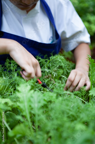 Female chef cuts young organic hydroponic Mizuna vegetable or Japanese mustard greens for salad. Farm to table or Zero Food or Zero Kilometer Cooking or Healthy Eating Concept. Focus at hand.