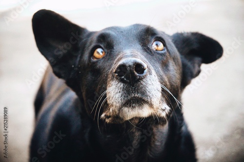 Naklejka Perro abandonado 