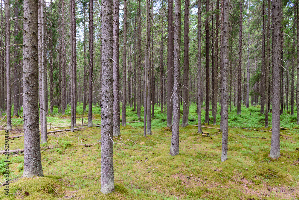Obraz premium Beautiful forest background, Leningrad region, Russia