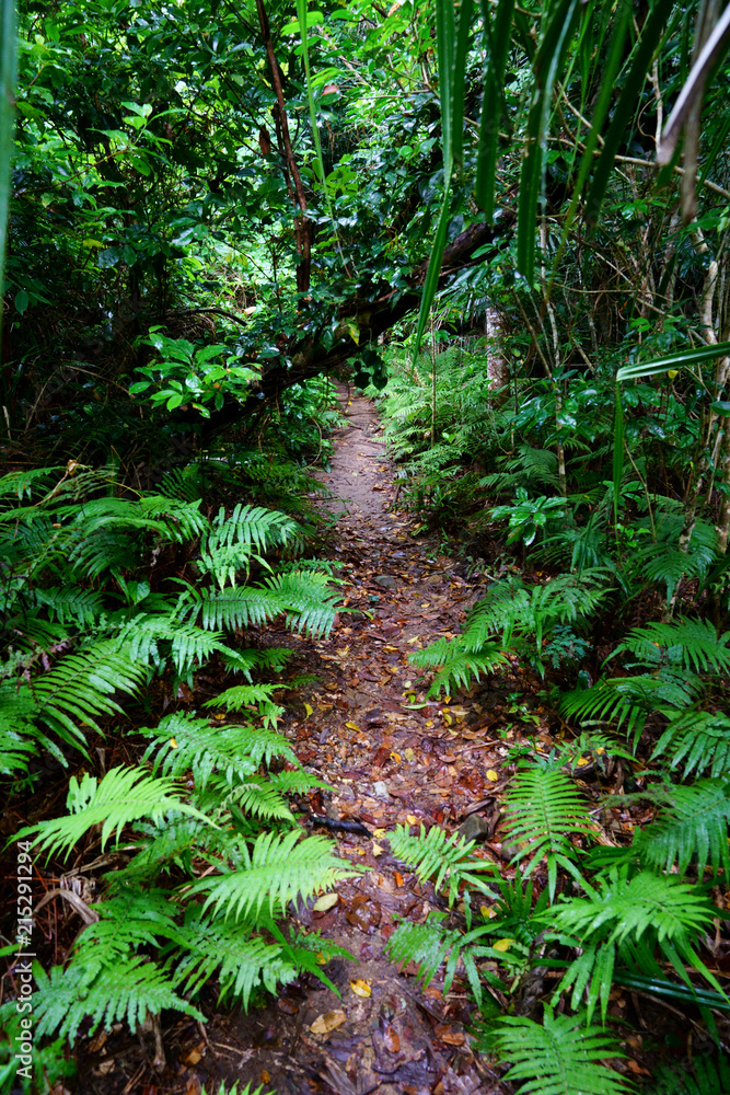 Obraz premium 西表島のジャングル