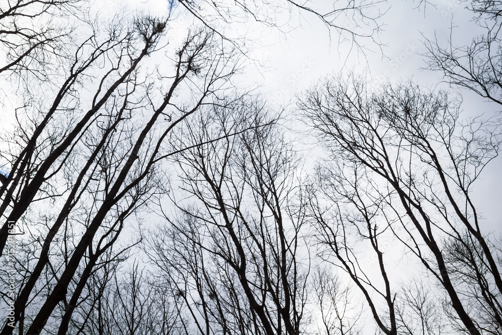 Obraz premium Bare trees