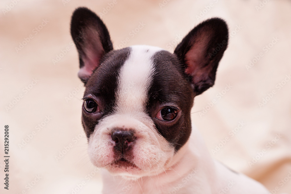 French bulldog puppy French bulldog puppy