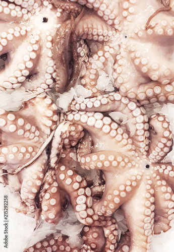 Octopus from above