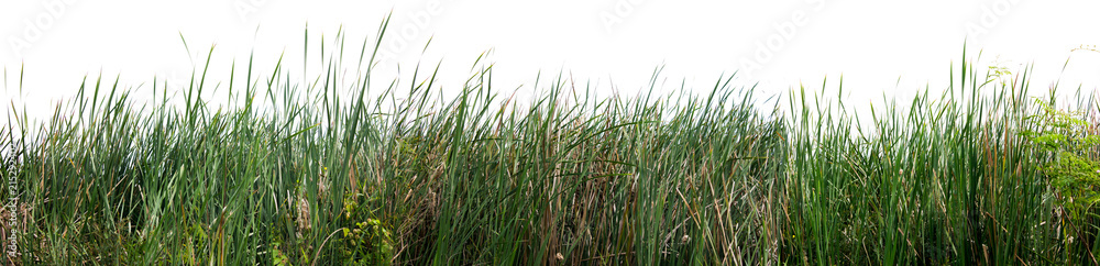 Bulrush, Cattail, Cat-tail, Elephant grass, Flag, Narrow-leaved Cat-tail, Narrowleaf cattail, Lesser reedmace, Reedmace tule , isolate on white background . Bulrush, Cattail, Cat-tail, Elephant grass, Flag, Narrow-leaved Cat-tail, Narrowleaf cattail, Lesser reedmace, Reedmace tule , isolate on white background .
