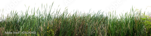 Bulrush, Cattail, Cat-tail, Elephant grass, Flag, Narrow-leaved Cat-tail, Narrowleaf cattail, Lesser reedmace, Reedmace tule , isolate on white background .