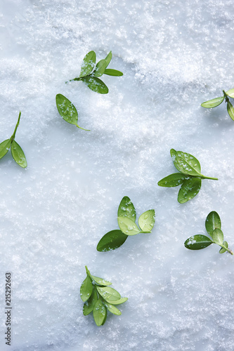 Overhead View of Boxwood Leaves Scattered in Snow