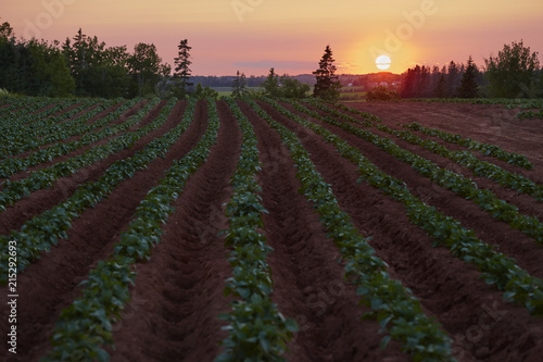 Sunset over Potato Field in Red Earth, Prince Edward Island, Canada