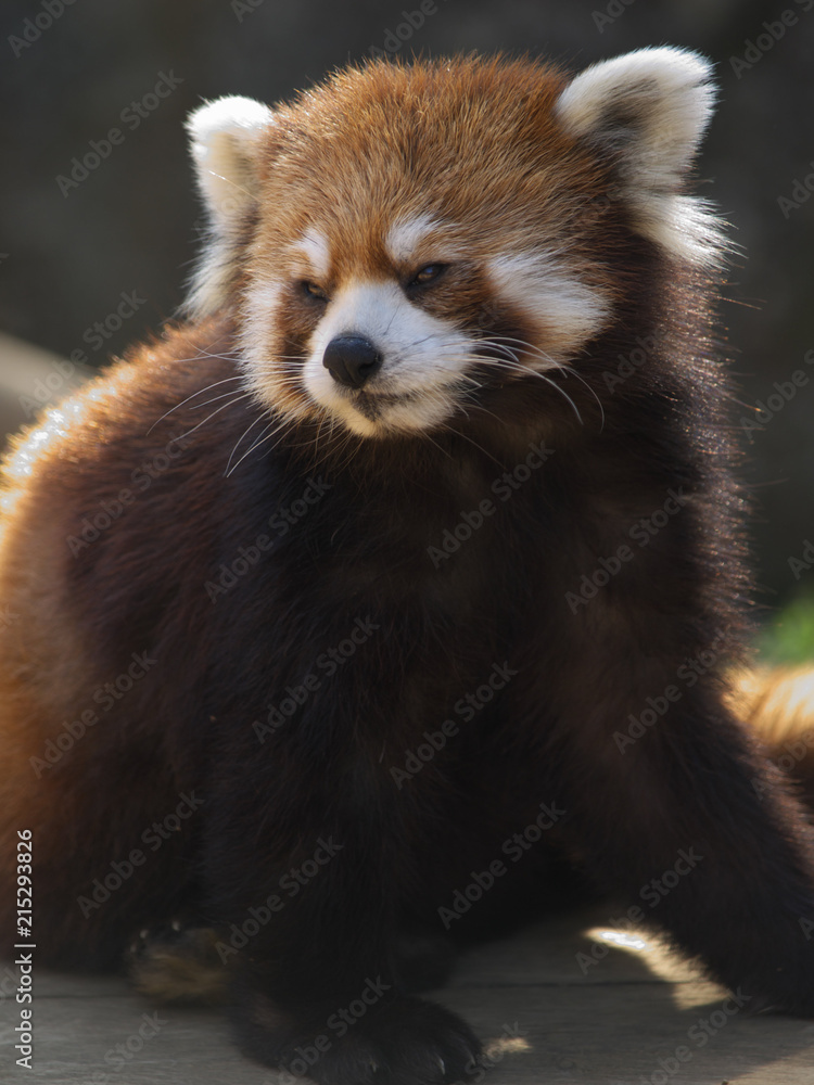 動物 動物
