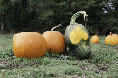 Pumpkins at a pumpkin patch with a rather dissimilar interloper - a green pumpkin that looks like a skull! photo