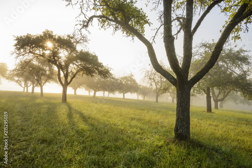 Silhouette of apple trees in a field with the sun shining through the morning mist at Schmachtenberg in Bavaria, Germany photo