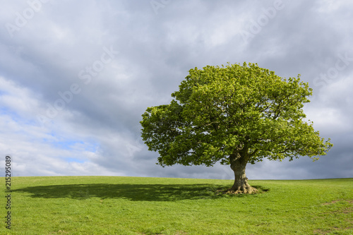 Oak tree on grassy field in spring in Scotland, United Kingdom
