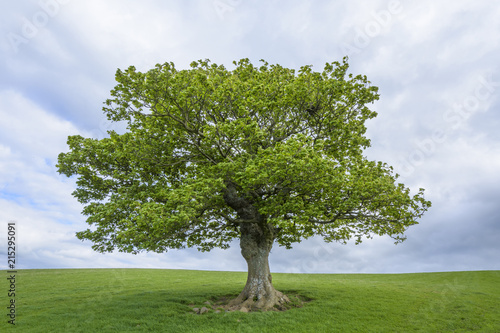 Oak tree on grassy field in spring in Scotland, United Kingdom