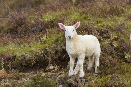 Portrait of lamb in springtime at Dunvegan on the Isle of Skye in Scotland, United Kingdom