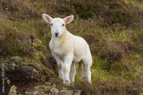 Portrait of lamb in springtime at Dunvegan on the Isle of Skye in Scotland, United Kingdom