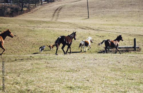 Horses on a Farm © holly