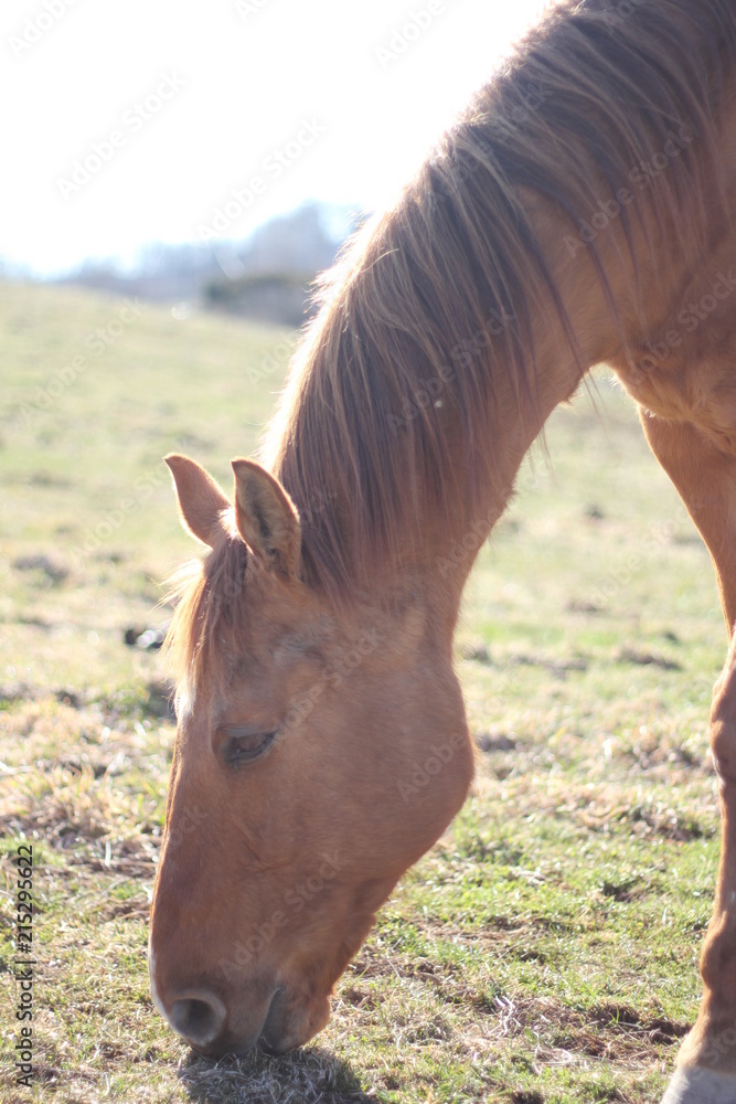 Fototapeta premium Horses on a Farm