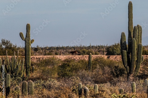 Sahuaros, Pitahaya, y otras especies de Cactus y matorrales espinos característicos del del desierto sonorense por la carretera a Bahia de Kino y  San Nicolas  en Sonora Mexico.  photo