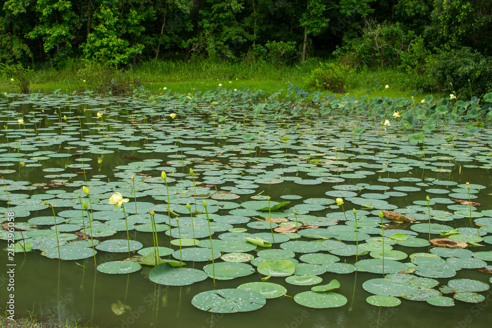 Lily pads on water Lily pads on water