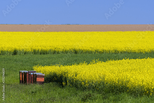 Bee Hives in Countryside with Canola Field in Spring, Birkenfeld, Franconia, Bavaria, Germany photo