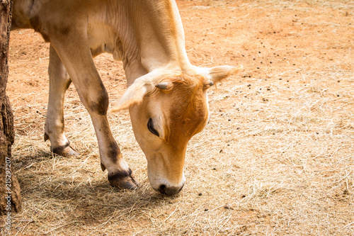 Brown cow at zoo photo