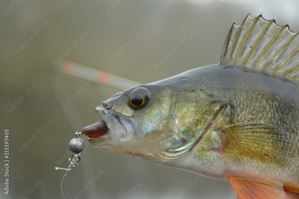 A perch on a hook. Fish in the fisherman's hand. Pond in the