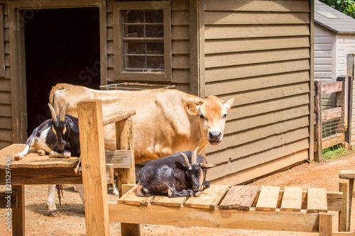 Brown cow at zoo photo