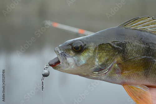 A perch on a hook. Fish in the fisherman's hand. Pond in the village. The bait in a predator jaw. Sports with spinning. Silicone artificial fishing lures. Near the water in winter.