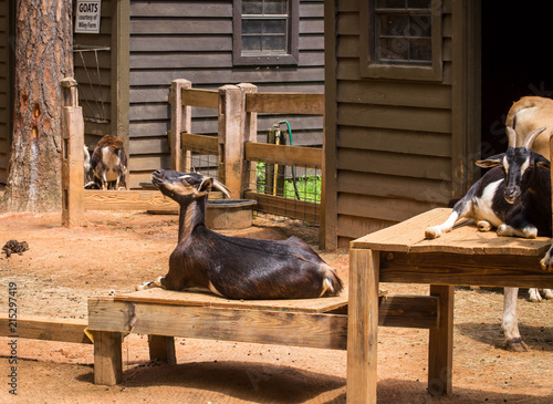 Black goat in zoo photo