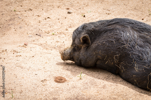 Black hog on ground