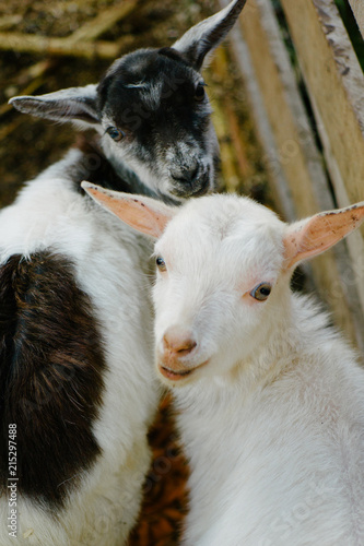 Two cute goats photo