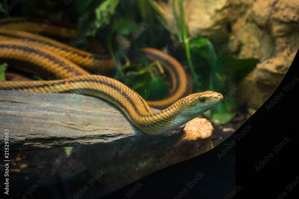 Obraz premium Yellow rat snake