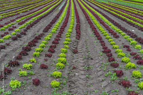 Salat Acker Lollo Rosso und Lollo Bianco