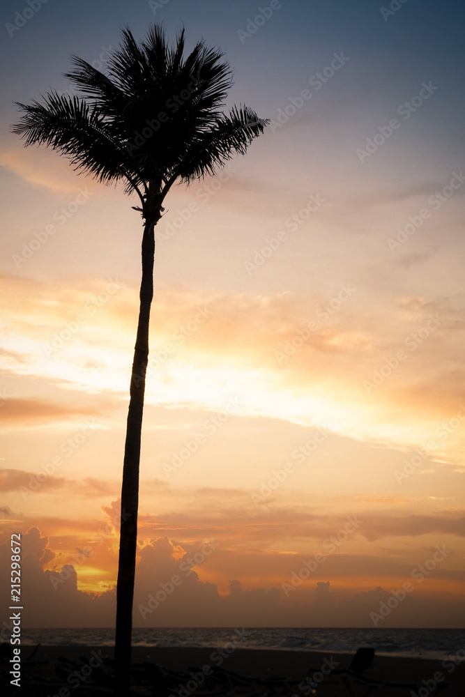 Palm Against the Rising Sun