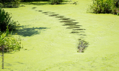 Alligator in mossy water