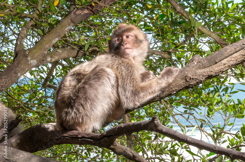 Abgelenkter Affe in Gibraltar