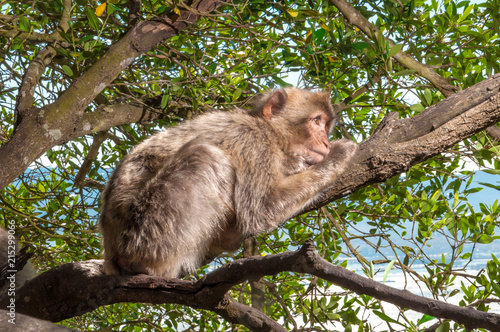 Gelangweilter Affe in Gibraltar