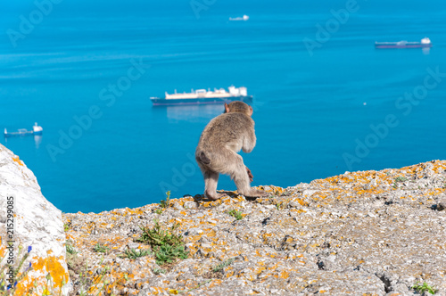 Äffchen genießt die Aussicht in Gibraltar