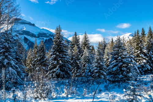 Trees in the rockies show the harshness of winter with their coats of white. Hillsdale Meadows, Banff National Park, Alberta, Canada