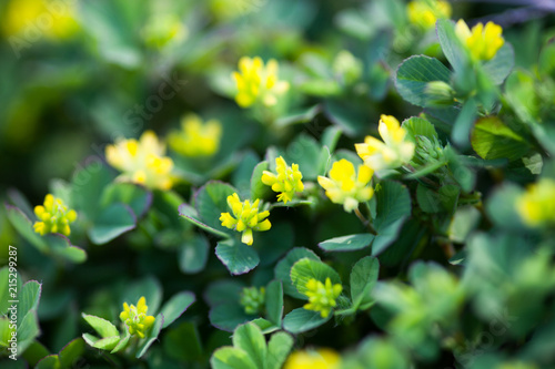 Yellow flowers of the clover