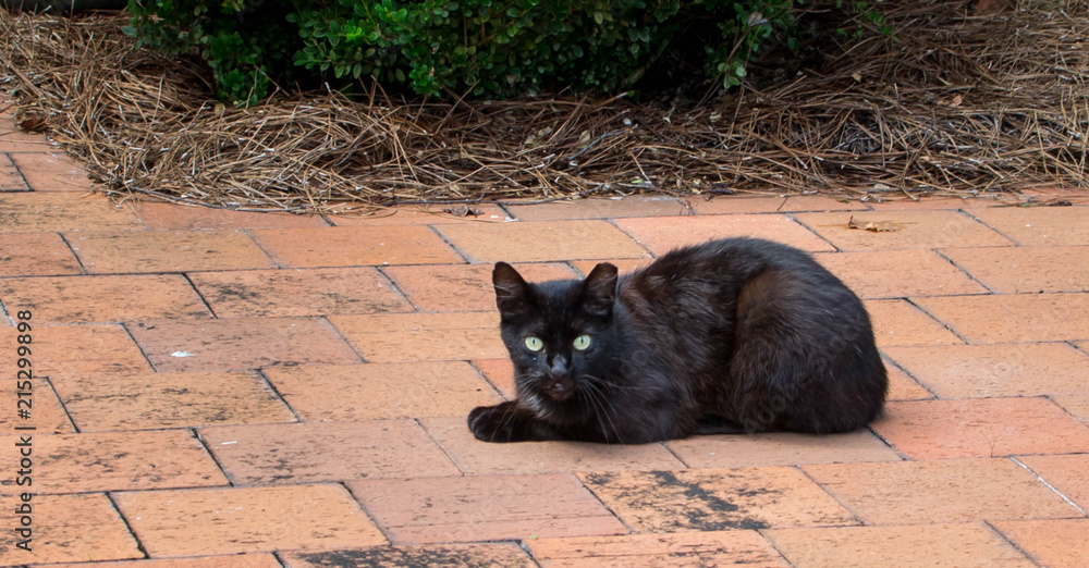 Fototapeta premium Resting black cat