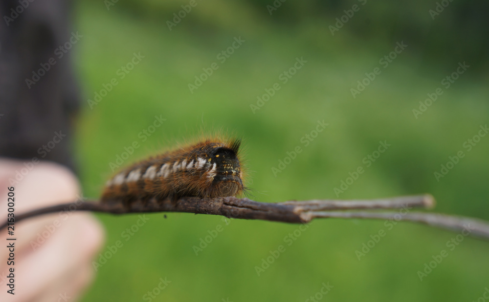 The journey of a caterpillar, a caterpillar on a branch The journey of a caterpillar, a caterpillar on a branch