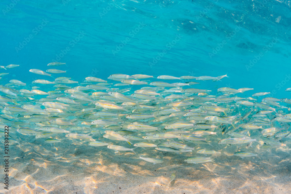 School of fish in clear water