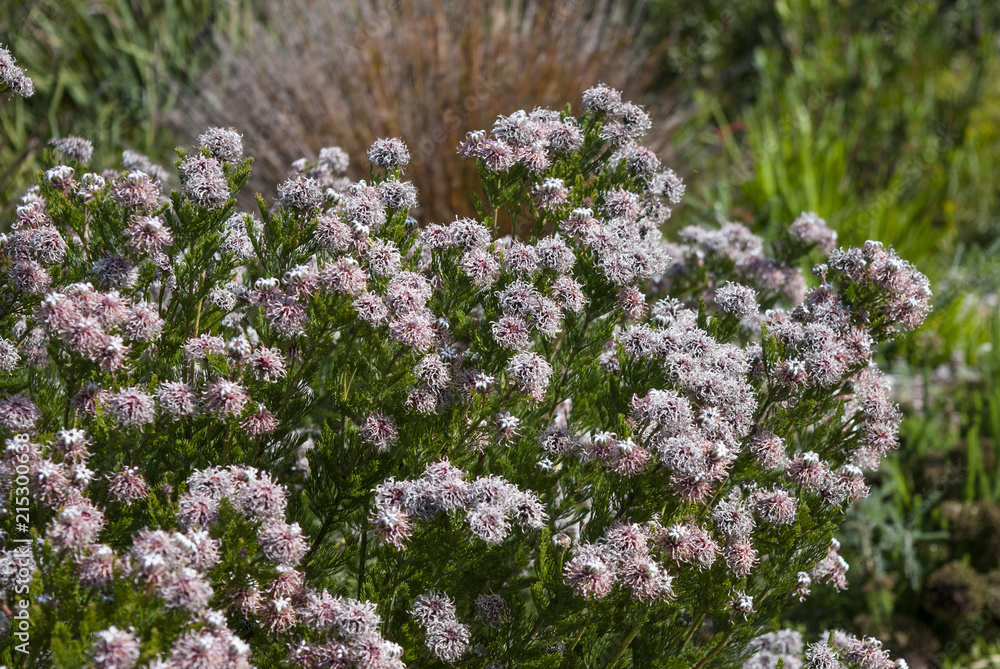 Fototapeta premium Fynboss flowering in spring